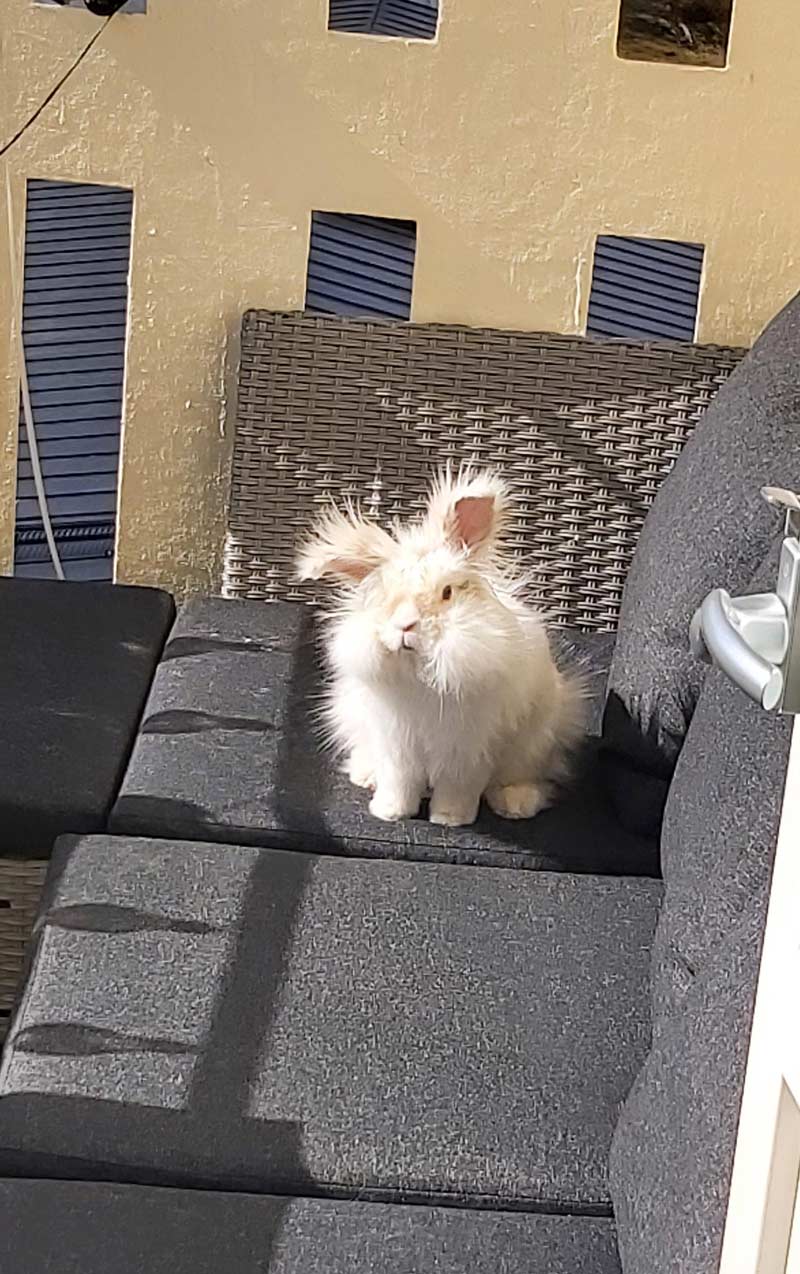 My rabbit built up static electricity whilst playing on my balcony couch