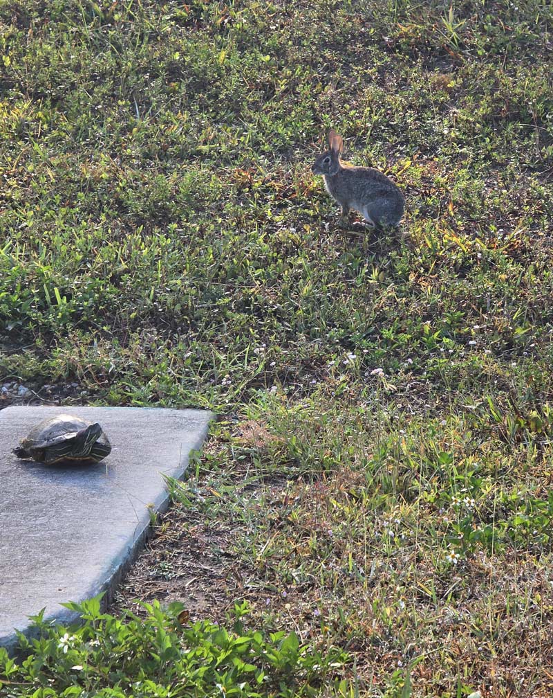 tortoise vs hare
