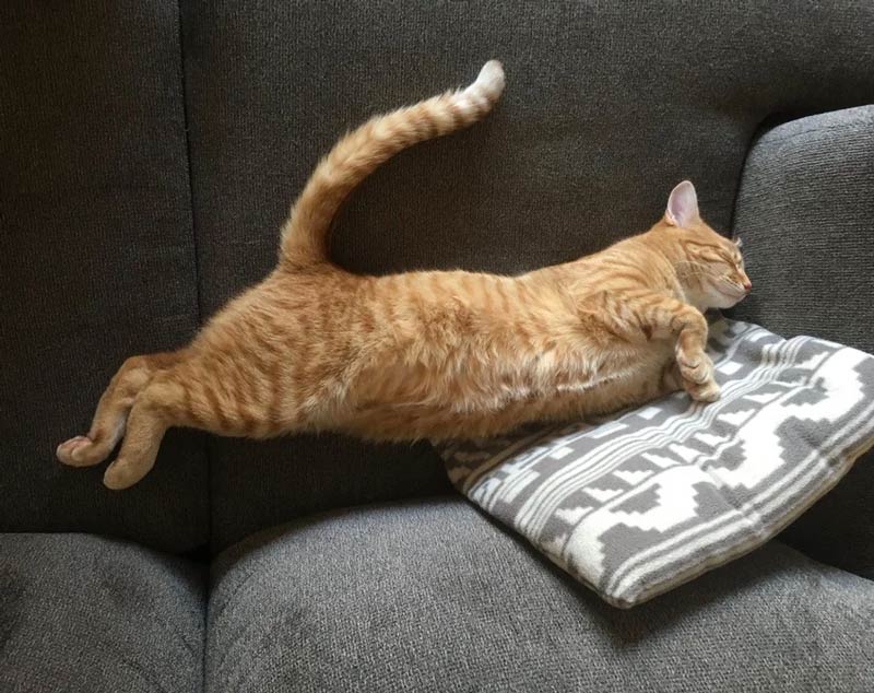 A cat that levitates when asleep