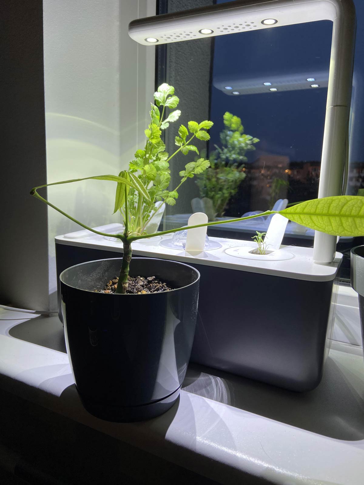 A dabbing plant