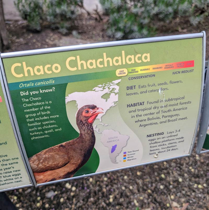 Related to the Boom Chachalaca