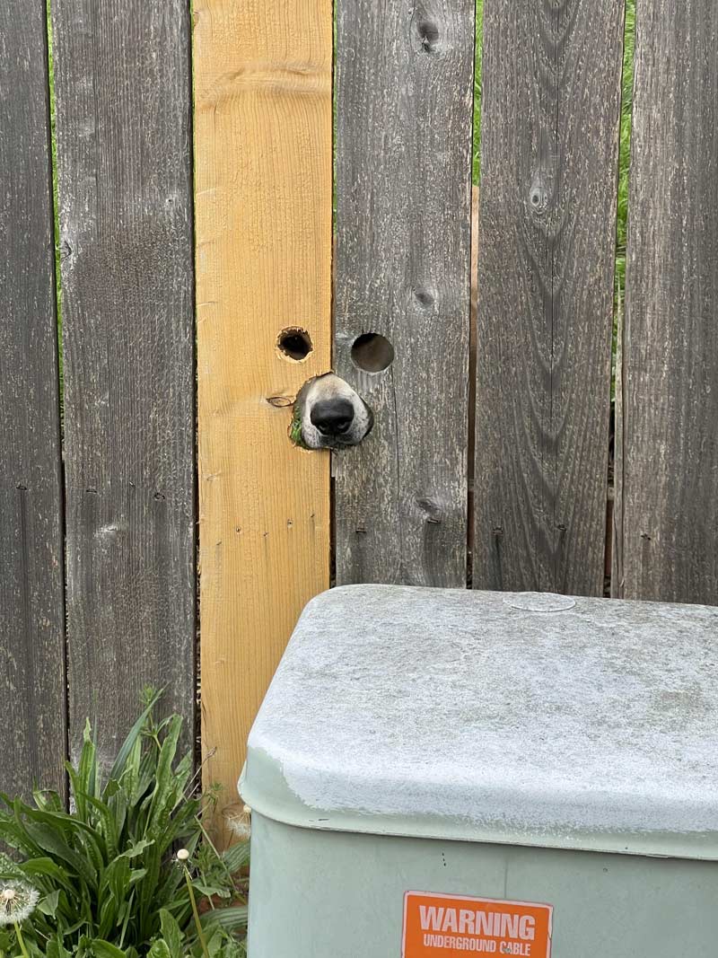 Doggo holes