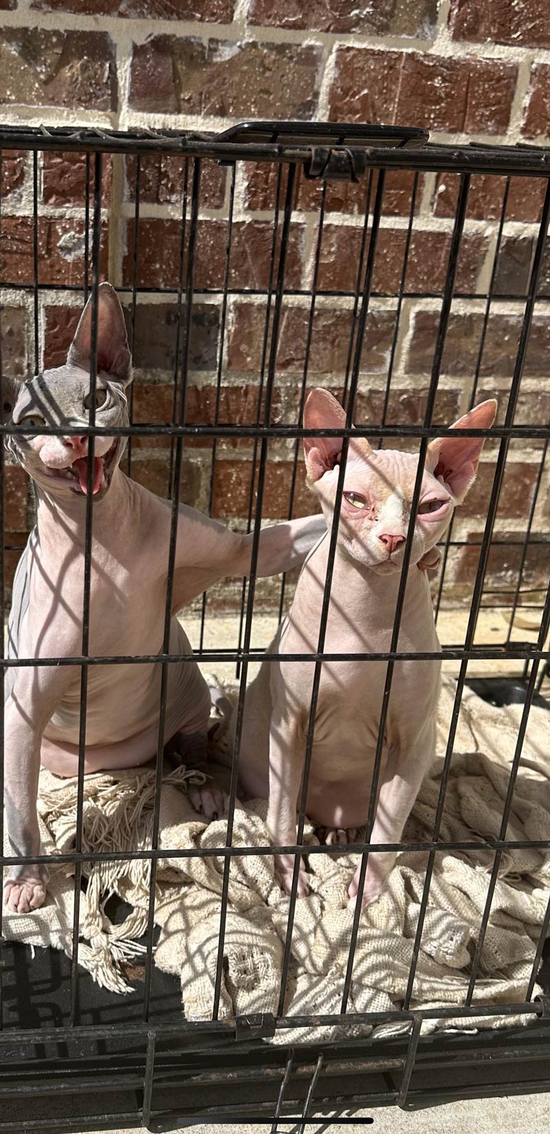 My sister’s cats