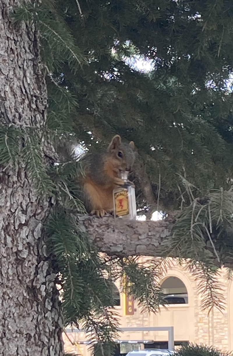 Squirrel in a college town