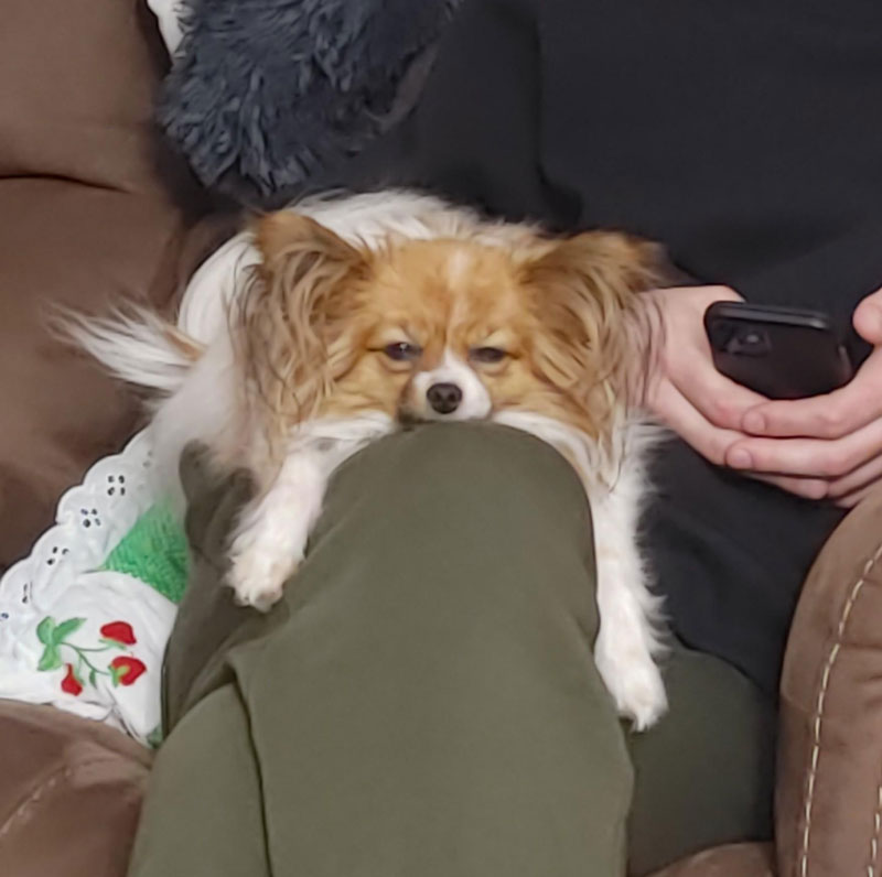 I think my dog had a rough day