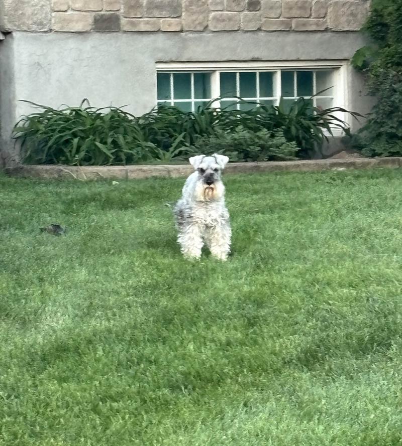 This dog who has been looking at us walking by in a menacing way for 8 years