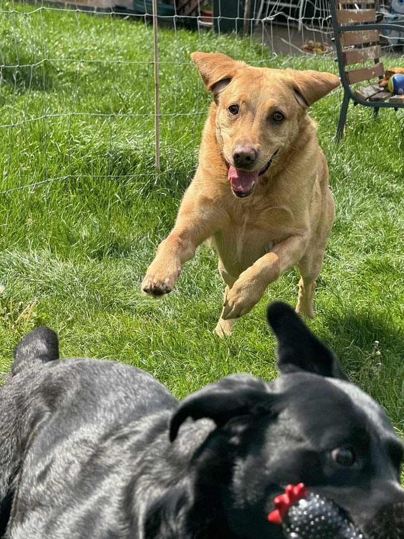 Just took a picture of my dog stealing the other dog's toy and timed it perfectly