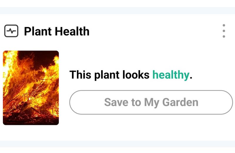 Starting to doubt this plant identification app