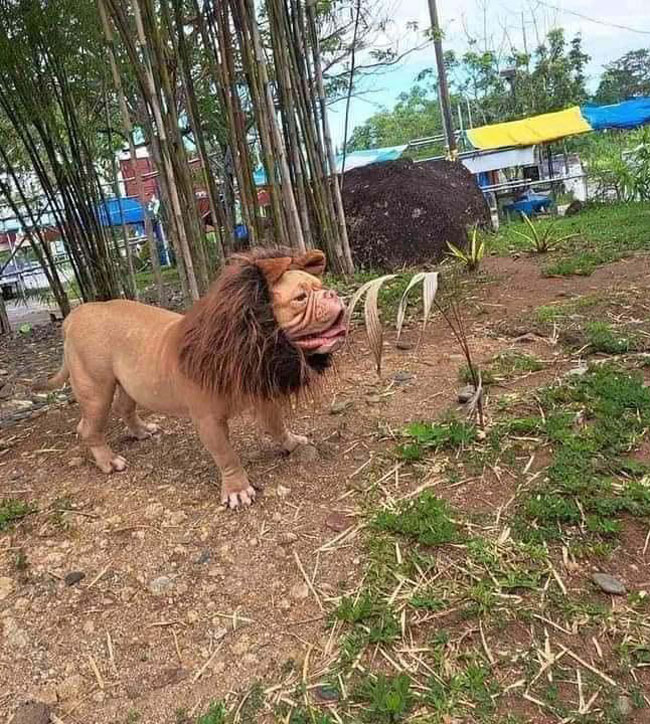 The rare and illusive slobber lion