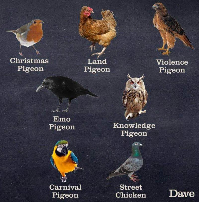Useful Guide for Birb Spotters