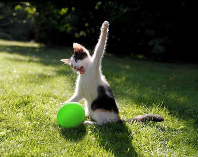 Cat about to destroy a balloon
