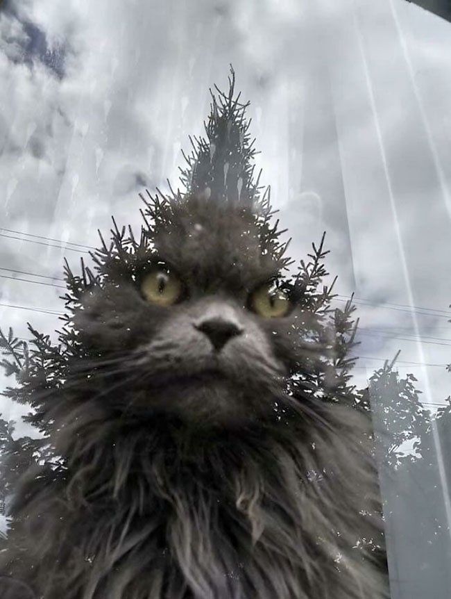 Cat or tree?