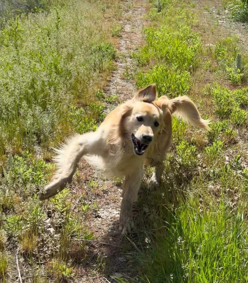 "Now watch me whip". Shot of my daughter’s dog mid-turn