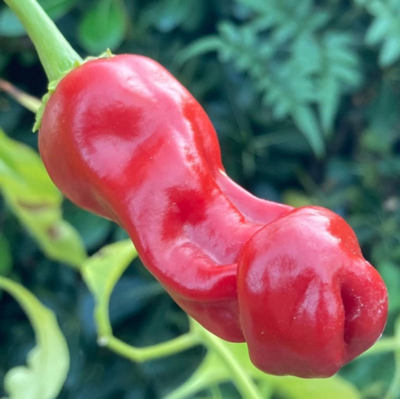 Red hot chili penis