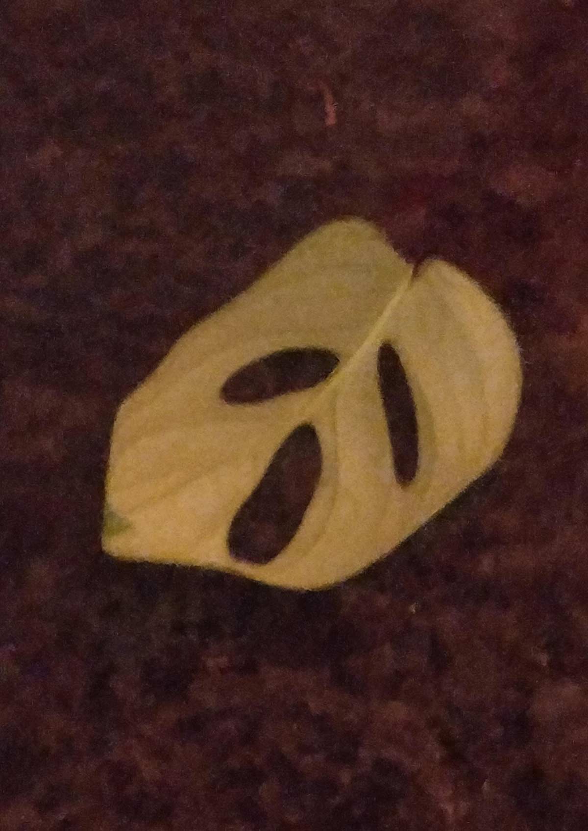 This leaf reminds me of Scary movie