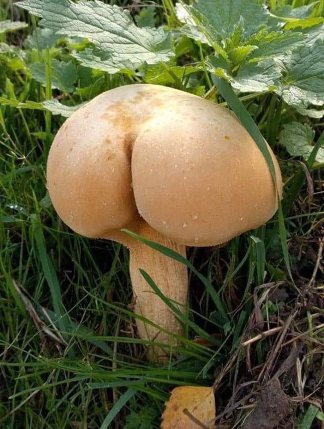 This mushroom