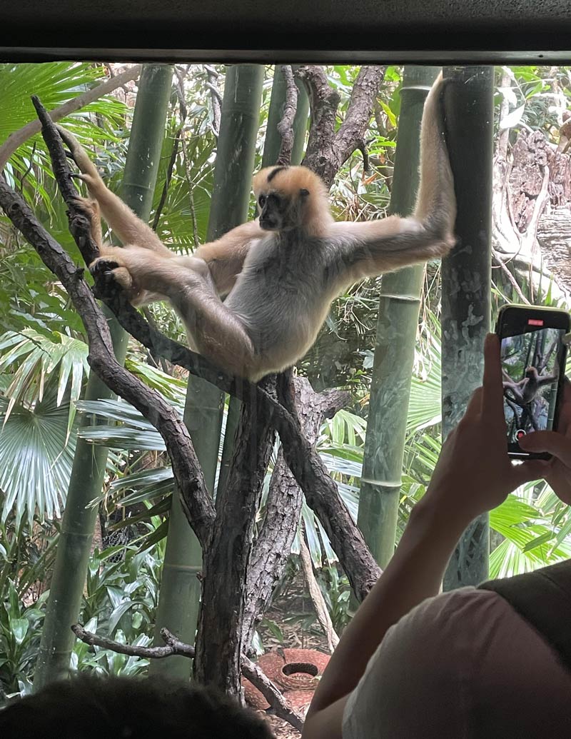 Draw me like one of your french gibbons