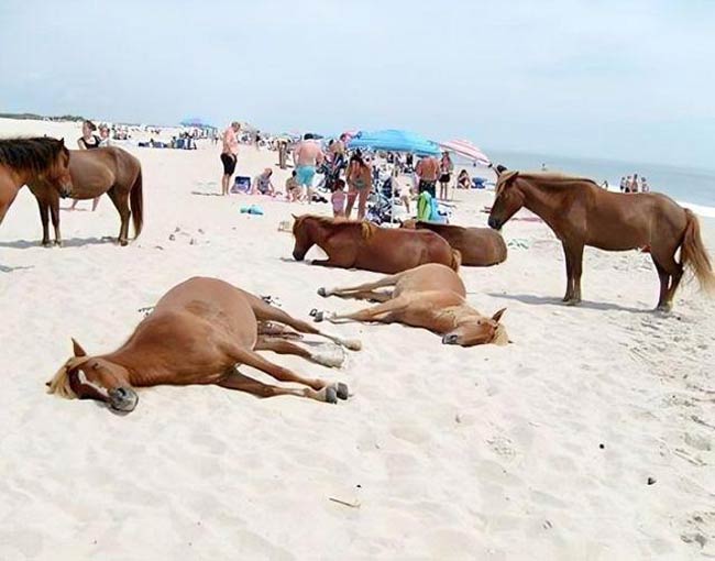 Even horses need a day at the beach