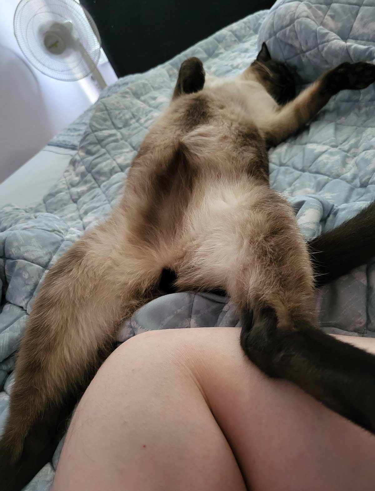 My cat refuses to sleep in any other position than his back