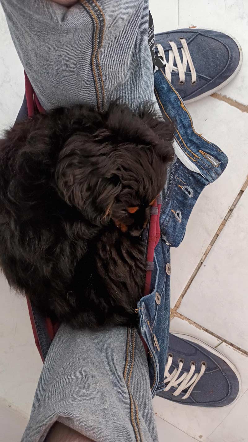 Being a Puppy owner in one picture...