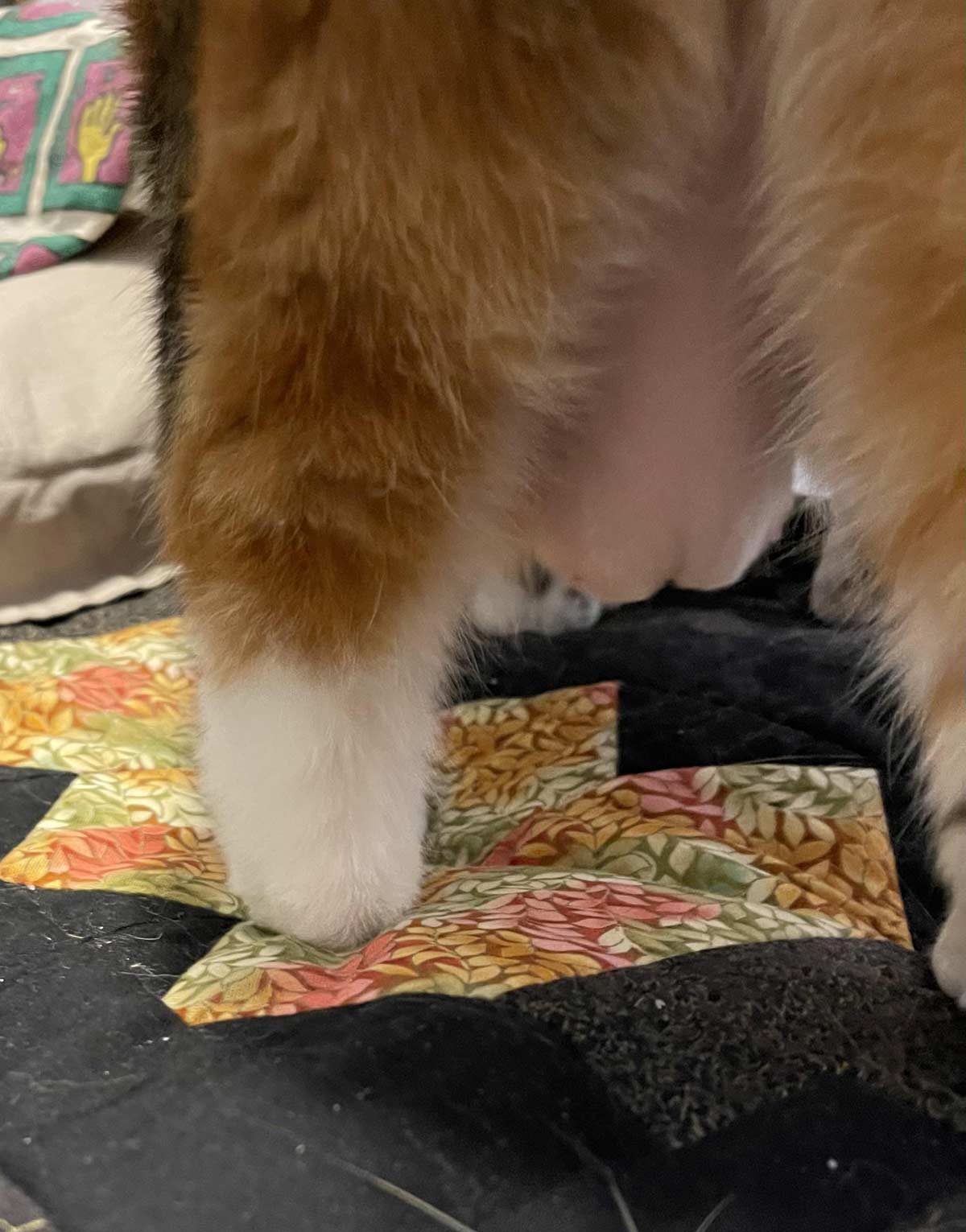 My cat had her tummy shaved for an ultrasound today and it looks rather unfortunate