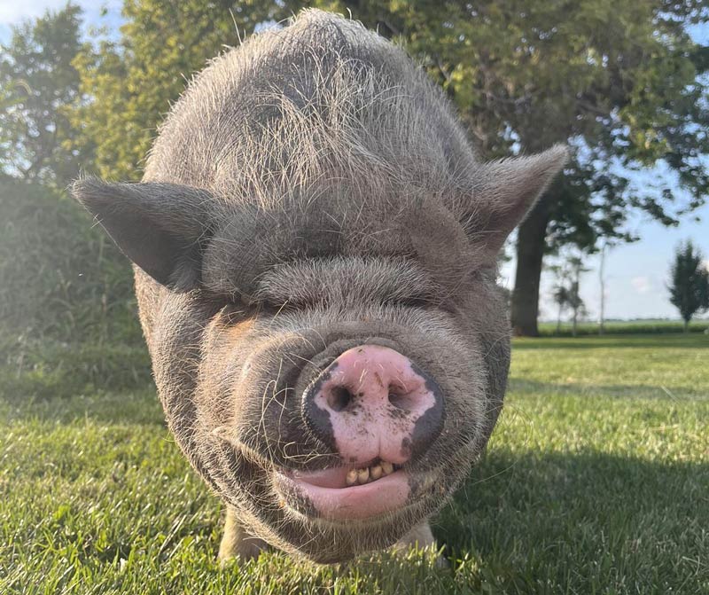 My pig Wilbur, as friendly as a Dog