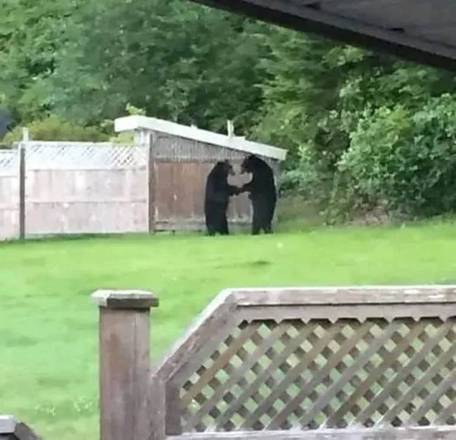 Two bears caught doing a deal by the shed in Thorne Bay, Alaska