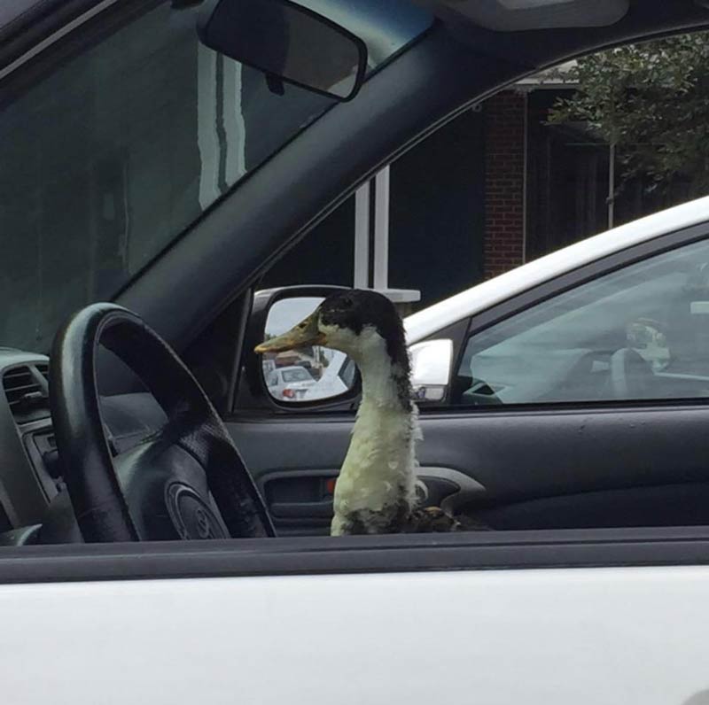 A duck I saw in Wichita Kansas