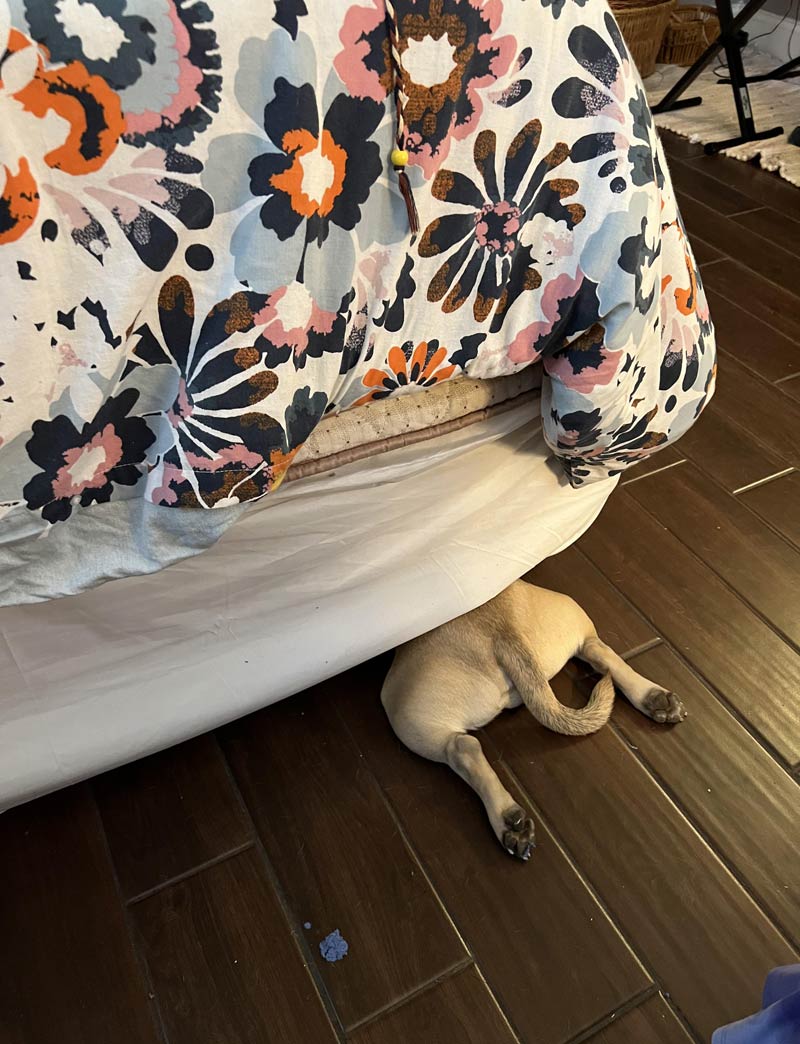 Hadn’t seen my dog in a while. Apparently he fell asleep trying to get a toy stuck under the bed