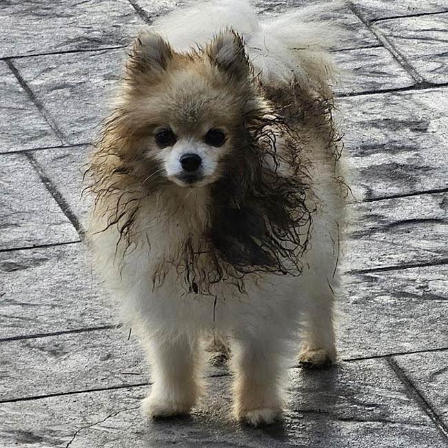 My 5 pound dog rolled in 10 pounds of otter poop