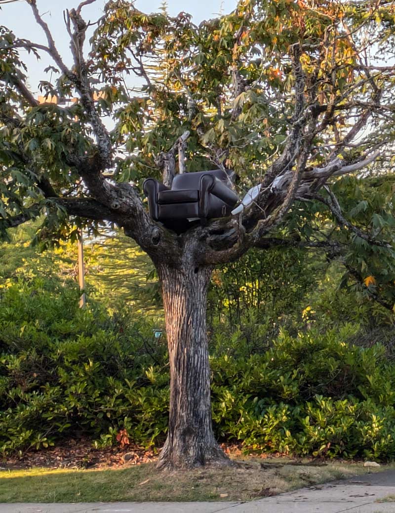 Spotted a Chairy tree in the wild