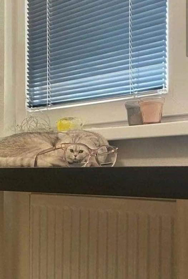 Cat-ception