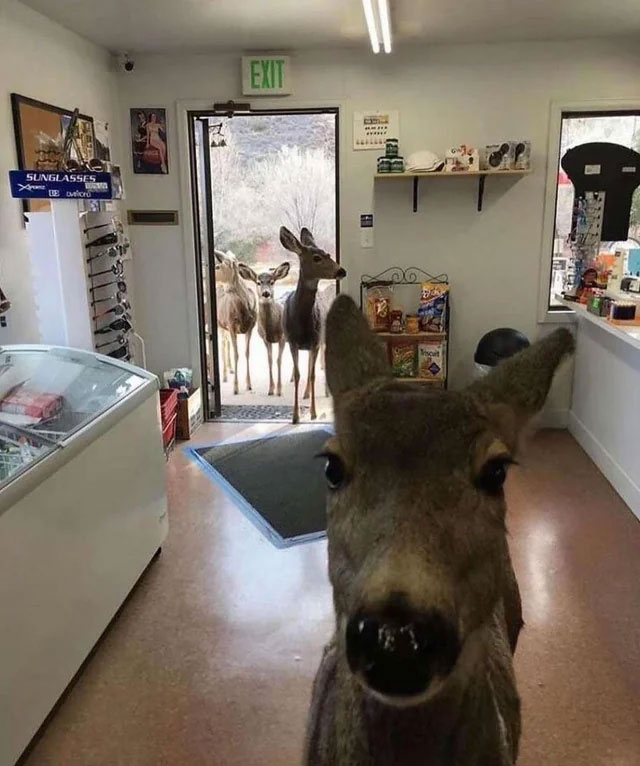 Deer walks into Colorado shop and returns with family after a treat