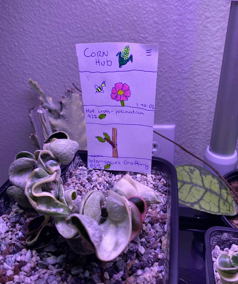 I’m looking after my SIL’s plants while she’s away and told her they went bad