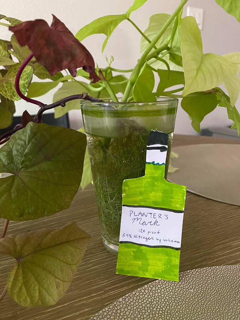 I’m looking after my SIL’s plants while she’s away and told her they went bad