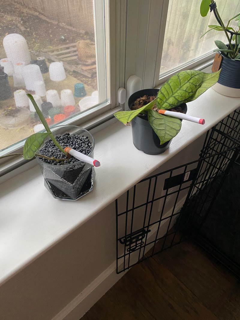 I’m looking after my SIL’s plants while she’s away and told her they went bad