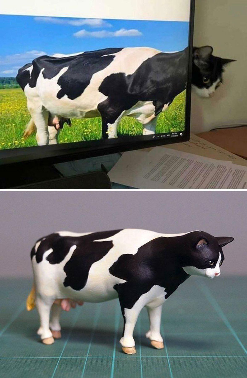 Caw or Cot