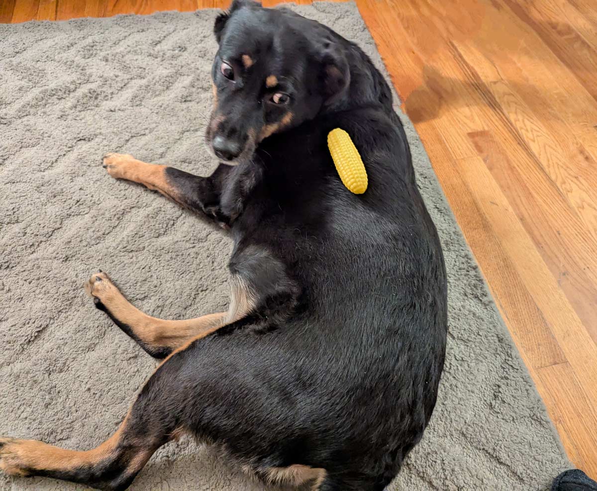 Corndog