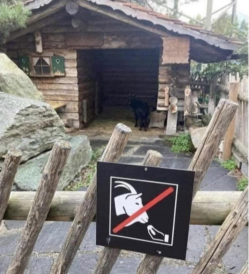 Please don’t speak Italian to the goat