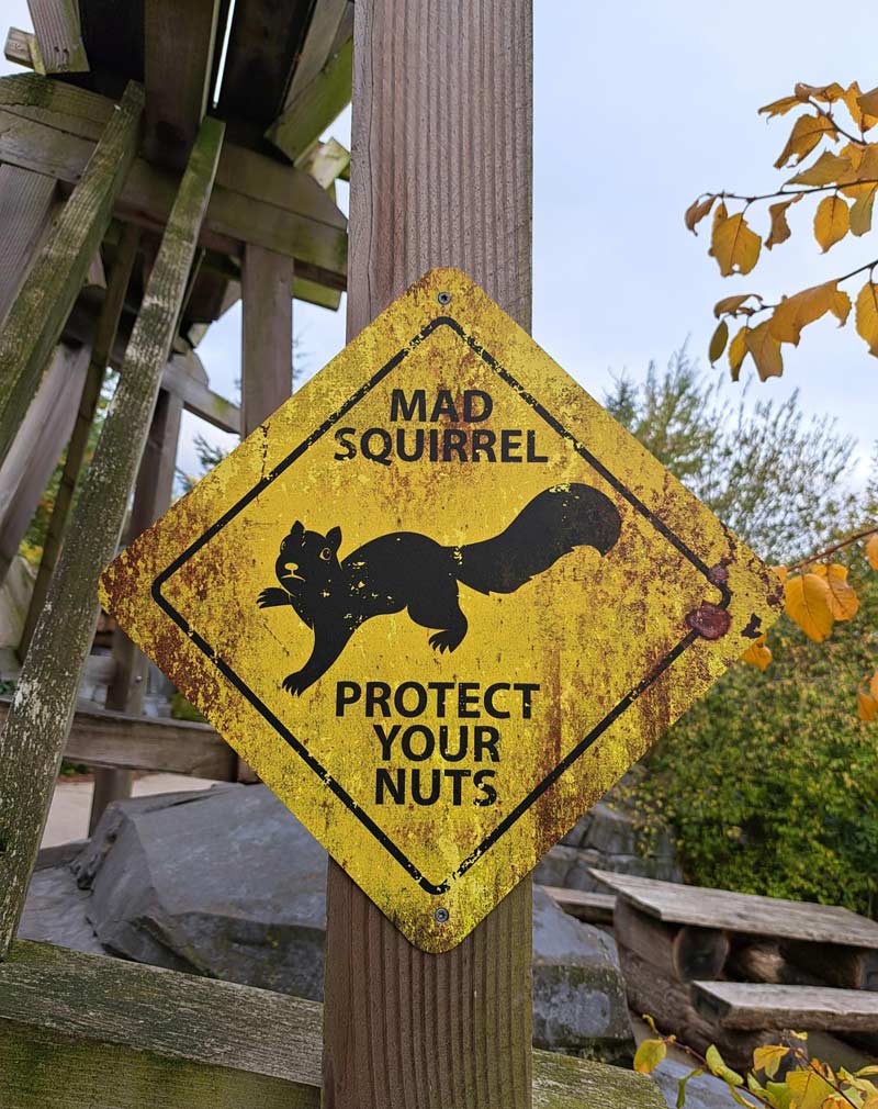Mad Squirrel