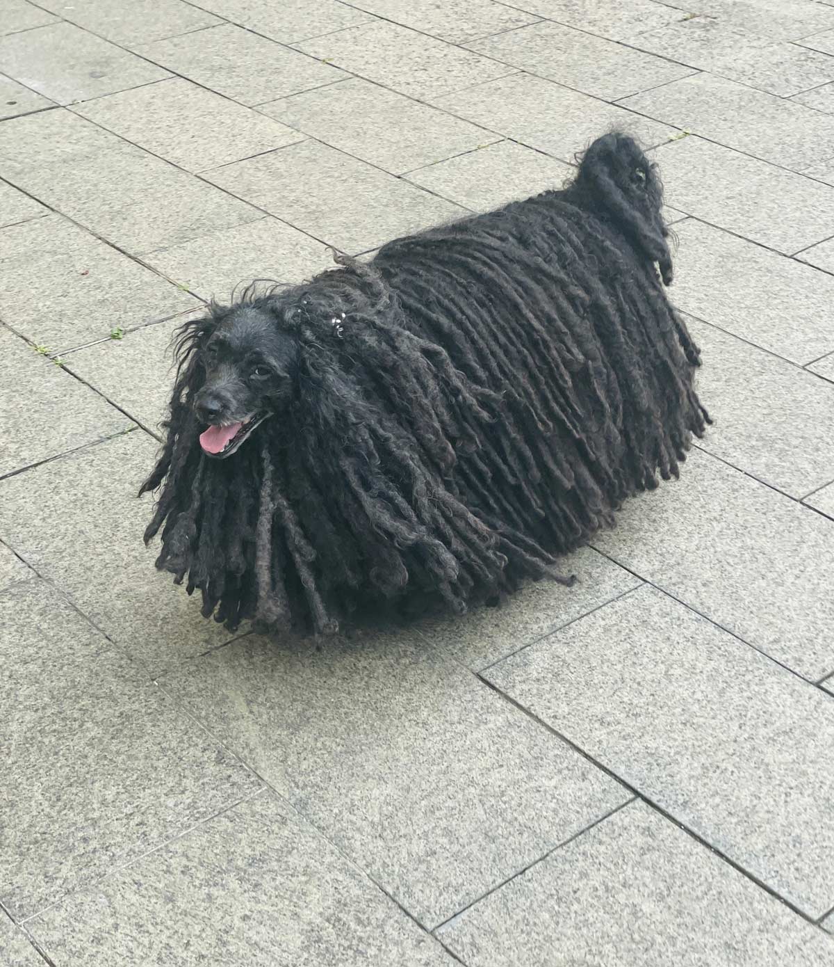 Walking mop
