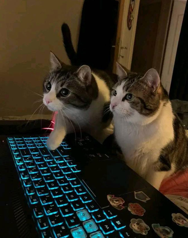 Ordering some tuna and catnip treats