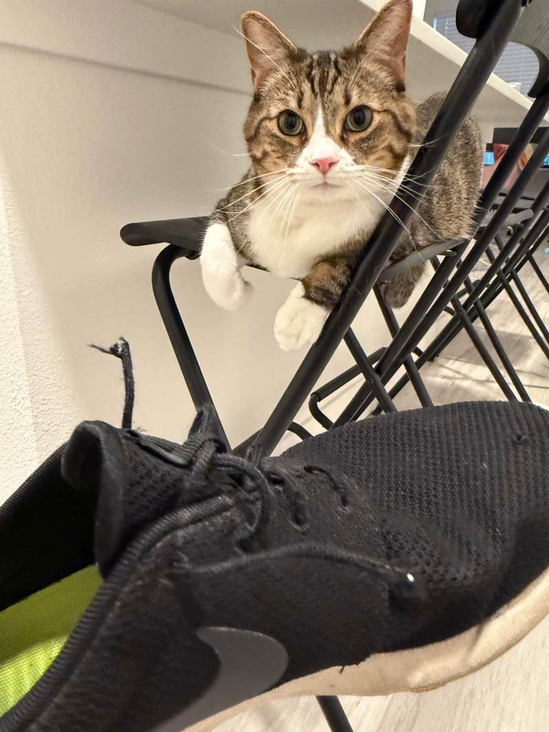 Girlfriend’s cat chewed my shoe laces off
