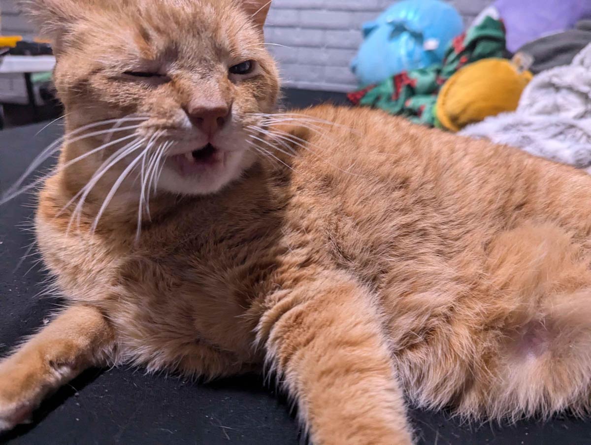 The face my cat sometimes makes when he sneezes