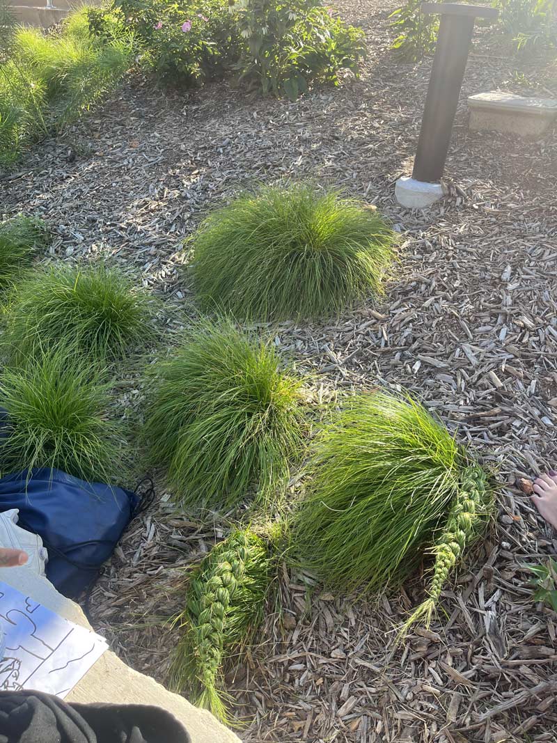Braided grass at the park
