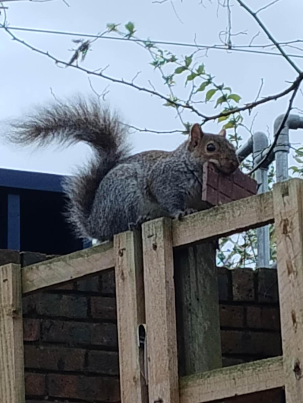 Squirrel found a bar of chocolate