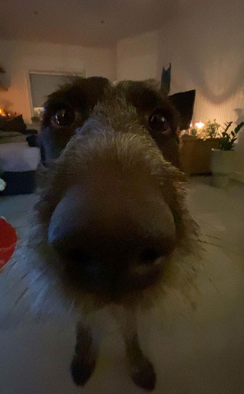 This is the last thing you see before getting licked to death