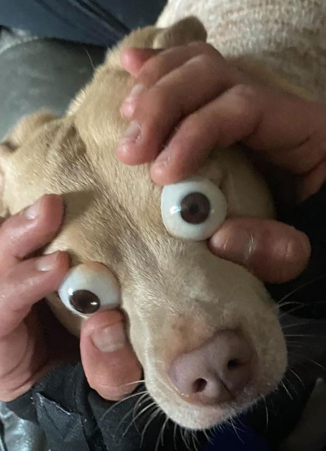 I put my prosthetic eyes on my pup