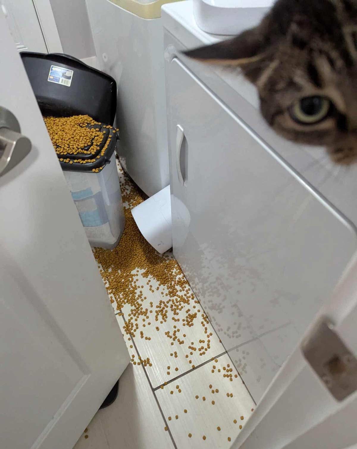 My roommate trashed my house to get to her food