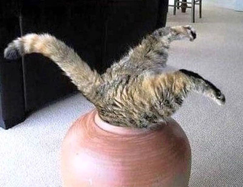 Catcus